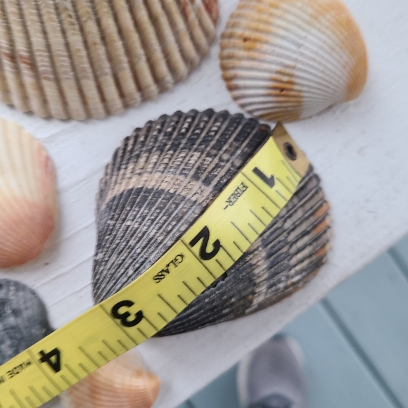 Seashells Carolina beaches Atlantic ocean sea shell includes one sea biscuit - Picture 9 of 9